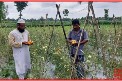 নওগাঁর কৃষক ফারুক হোসেনের সফলতা বেগুন গাছে গ্রাফটিং পদ্ধতিতে টমেটো চাষ S24 Online